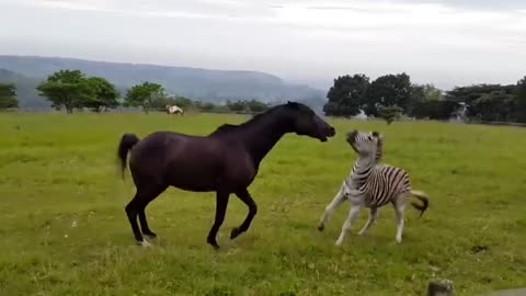 Zebras Are More Powerful Than Horses !!