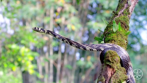 COSTA RICA IN 4K NATURE