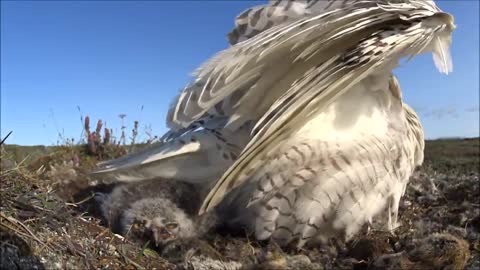 Snowy Owl on a nest is attacked by a pair of Long-tailed Jaegers