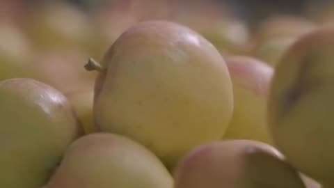 Pakistani Fruit Market Visit