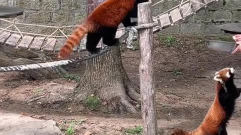 red pandas