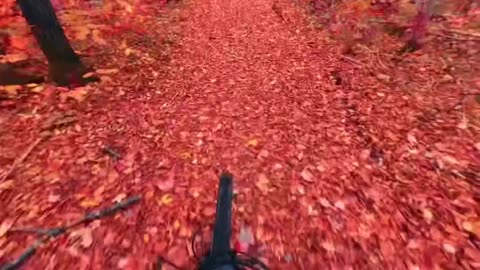 Cycling in the fall in Canada #nature #fall #forest
