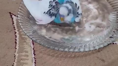 Parrot bathing