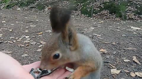 Scratched the squirrel's warm tummy and behind the ear