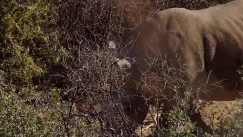 Rhino walking through bushes In Forest