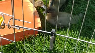 Little duclings having fun 🦆🤪