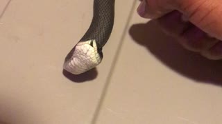 Pet Snake Rolls Over and Plays Dead