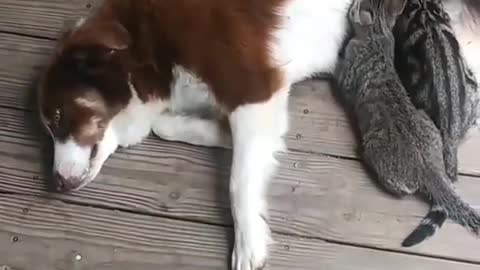 Dog playing with cats