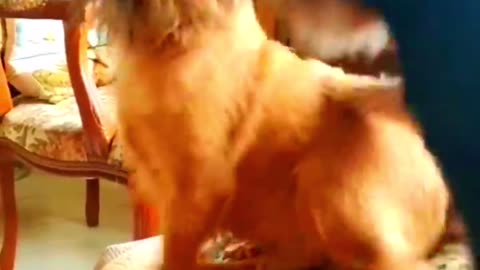 Funny Animal Videos 2024 Best Dogs And Cats Videos 😺😍short,viral,tiktok