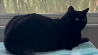 Adopting a Cat from a Shelter Vlog - Cute Precious Piper Relaxes in Her Beautiful Spa #shorts