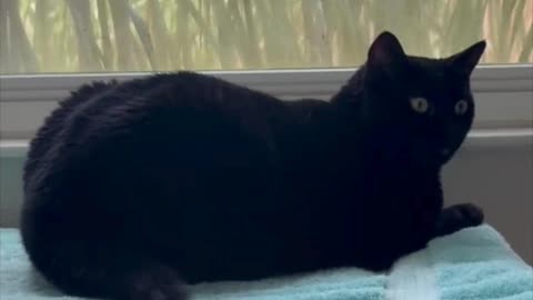 Adopting a Cat from a Shelter Vlog - Cute Precious Piper Relaxes in Her Beautiful Spa #shorts