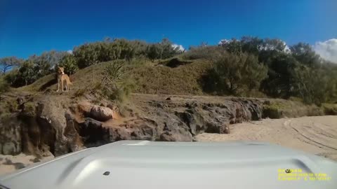 Australia- Dingo bites sunbathing tourist in Queensland