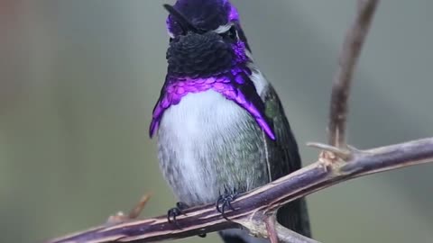 Humming bird sound video | status video