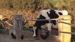 Couple Cow Mating In Farm Morning Type