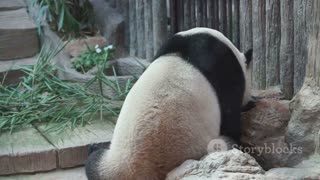 Panda Magic: China's National Treasure