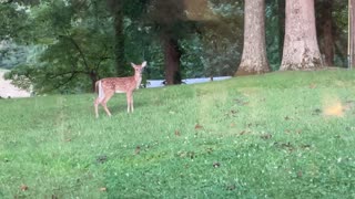 Baby Deer In front yard Oct23