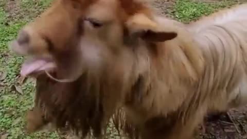 When goats speak with their tongues hilarious encounters
