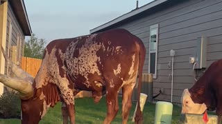 Longhorn on Front Lawn