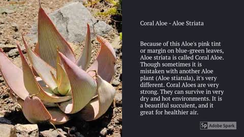 Aloe Vera Varieties A to Z