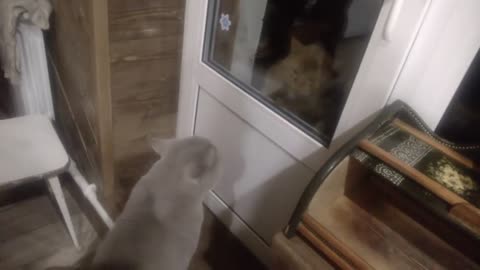 Kitty meows the house down when she sees the neighbor's cat nemesis at the front door.