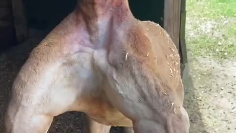 This kangaroo looks very strong and very friendly