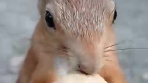 Squirrel opens walnuts faster than I do