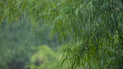 Tree Leaves Foliage Rain Drops Tropical Green