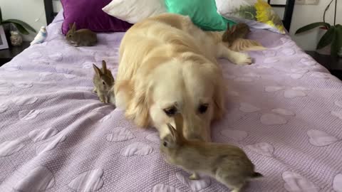 Lovely Golden Retriever Welcomes Cute Baby Bunnies!