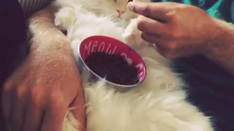 Fat cat gets hand fed by owner