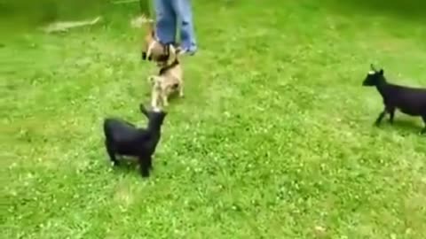 Funny GOAT Baby