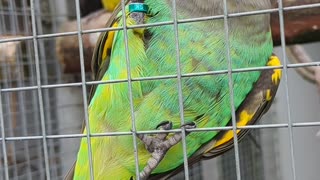 Meyer's parrot