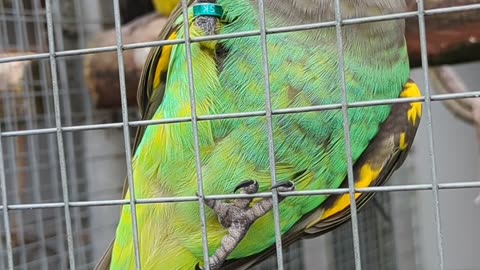 Meyer's parrot