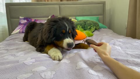 Funny Bernese Mountain Dog Puppy Reacts to Cockroach