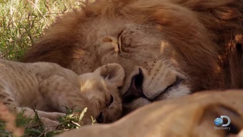 Wildlife animal Video Amazon Animals Video Cute LION CUBS Playing #wildlife#amazon#african