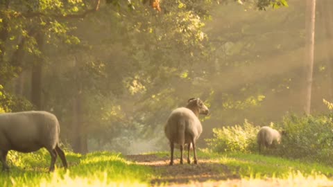 Sheep or lamb (Ovis)