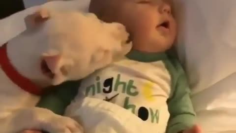A CUTE DOG EXPRESSING LOVE TO A SLEEPING BABY