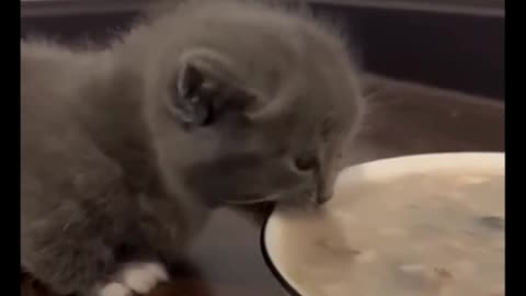 Cute cat trying to bite but he can't #cat #funny #cute @FunyCatWorld