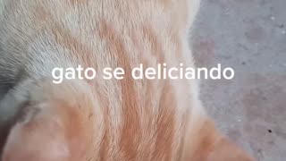 O gato