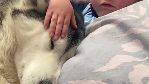 THE 4 YEARS story of Husky & Baby becoming Best Friends