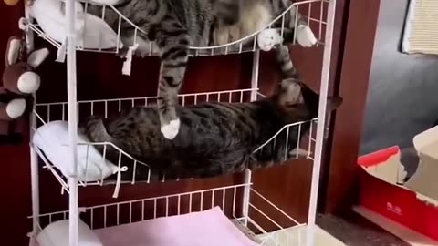 Cats bedroom sleeps