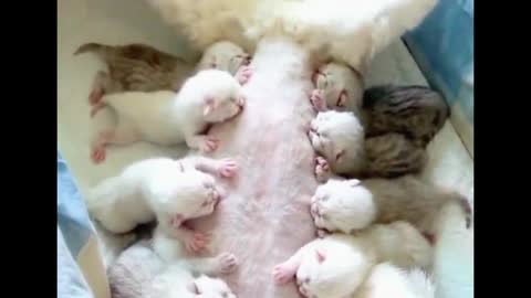 Oh, my God. Is that a kitten? The mother cat has so many kittens?