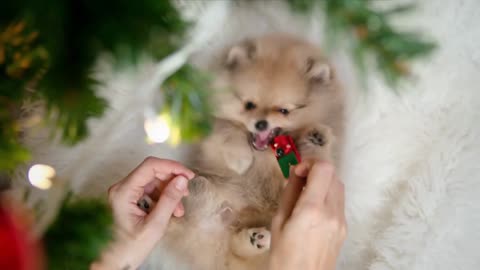 funny Pomeranian puppy playing with toy under Christmas tree