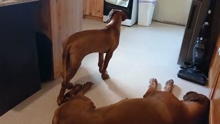 Puppy Wonders What Owner 'Boofed' At, When The Big Dog Didn't Budge