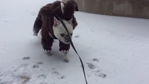 French Bulldog sports Mammoth outfit during Boston snowstorm