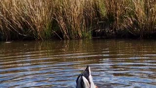 Ducks Go Dunking For Food