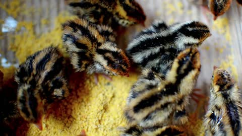 Beautiful chick and his brothers