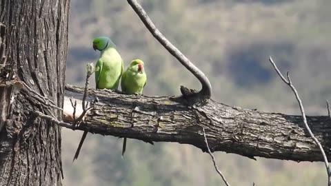 Love birds sunds for meeting