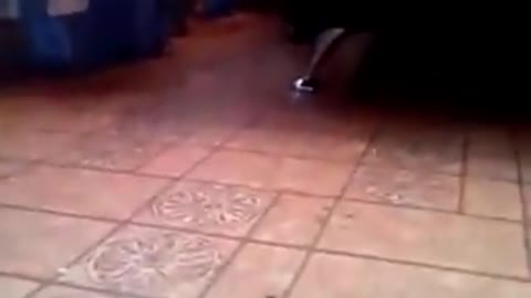 Sneaky Cat Teleportation