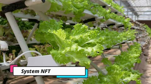 the several kinds of hydroponic systems that are widely employed!