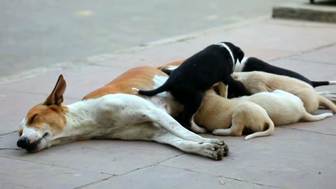 Lactating Dogs